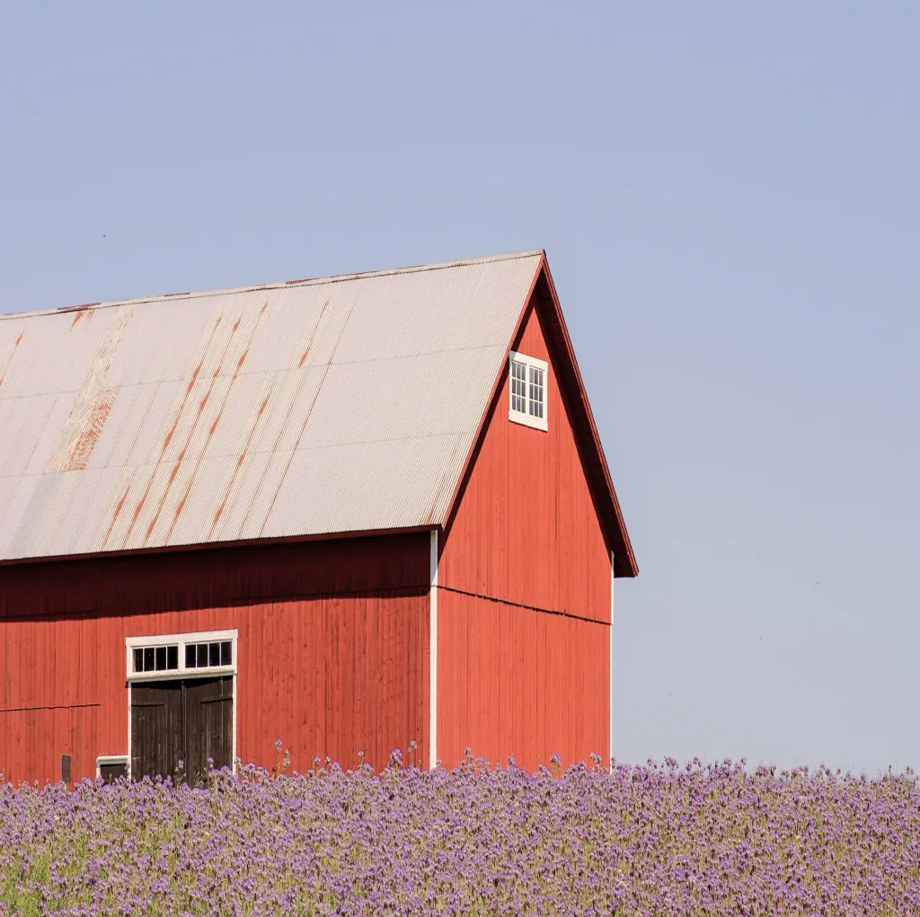 A red barn behind a field of lavender