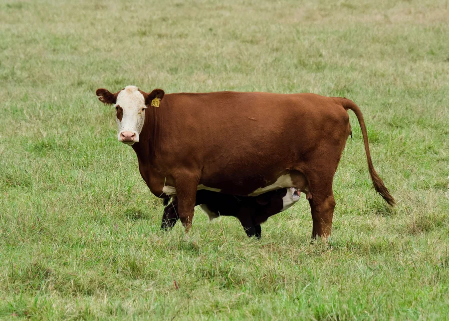 A cow in a summer pasture